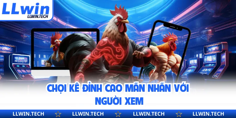 Chọi kê đỉnh cao mãn nhãn với người xem